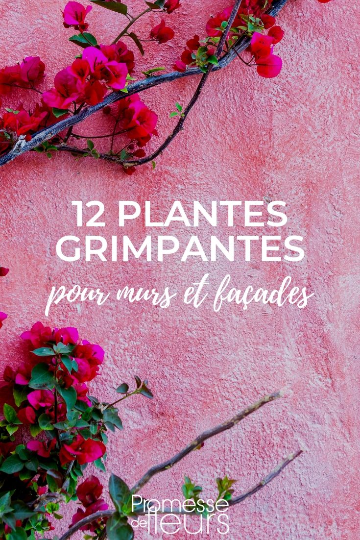 Plantes grimpantes pour habiller murs et façades