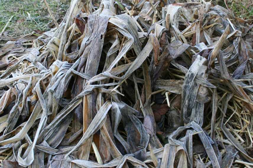 vernalisation, stratification