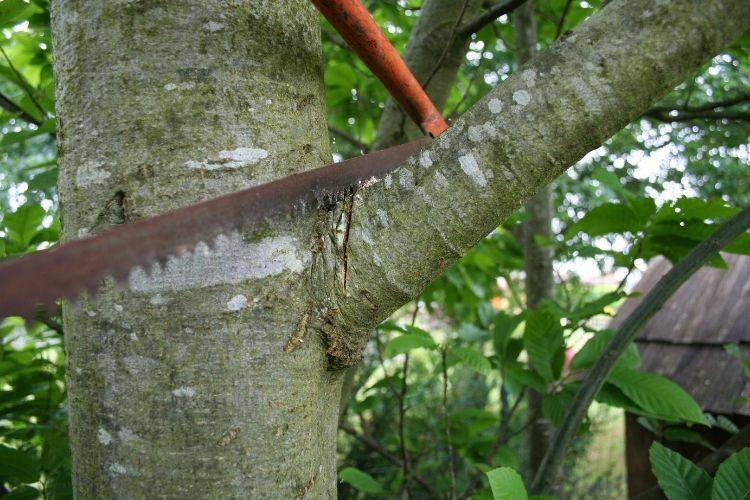 élaguer les arbres