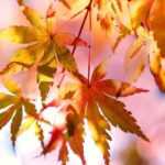Erables du Japon : comment choisir la bonne variété ?