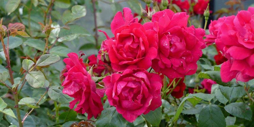 Le rosier 'Paul's Scarlet Climber'