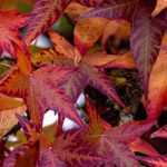 Liquidambar, Copalme d'Amérique : plantation, taille, entretien