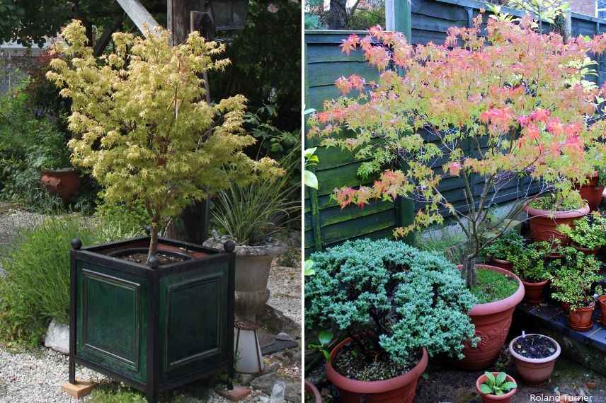 cultiver un érable japonais en pot