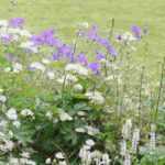 7 plantes pour bordure sans entretien, robustes et pleines de charme