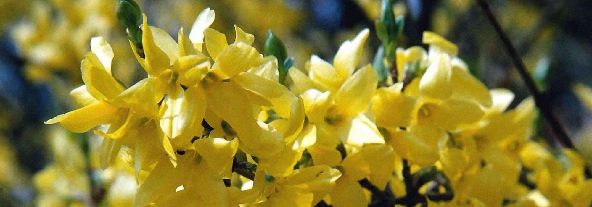 Forsythia : 7 idées pour l'associer au jardin