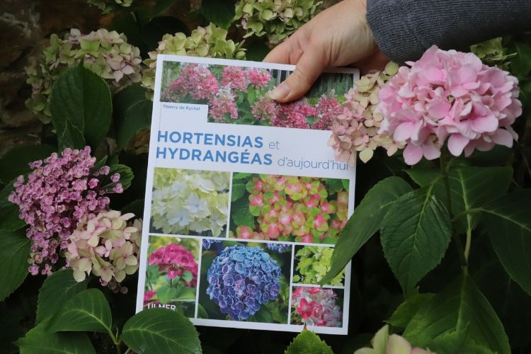 livre hortensia et hydrangea