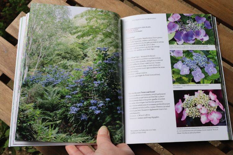 livre hortensias et hydrangeas