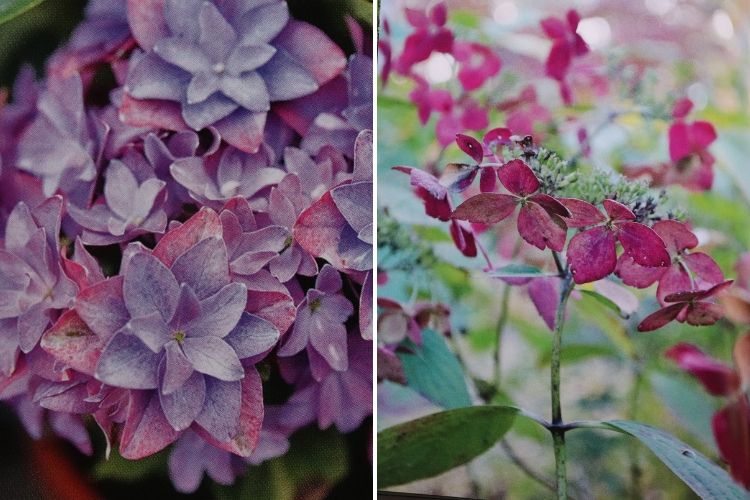 livre hortensias hydrangeas
