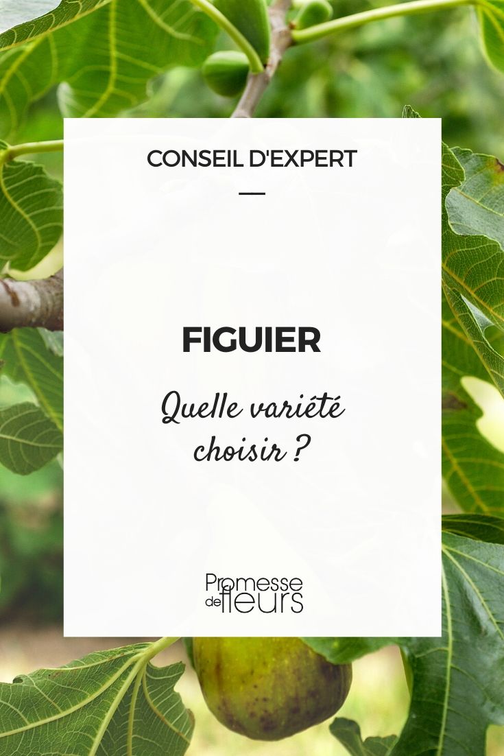 ficus carica, bien choisir son figuier
