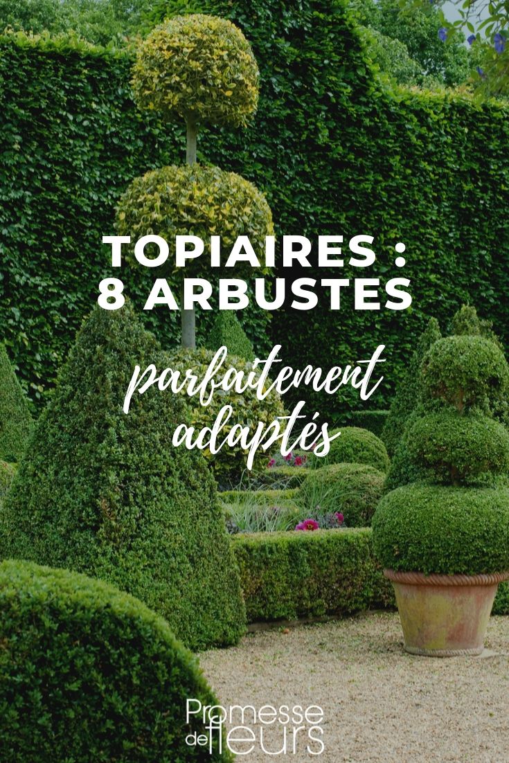 Topiaire : les arbustes adaptés