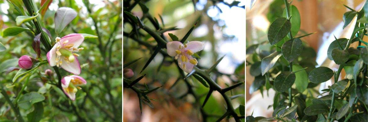 Floraison et feuillage du Citron caviar, Citrus australasica