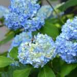 Comment tailler les hortensias ?