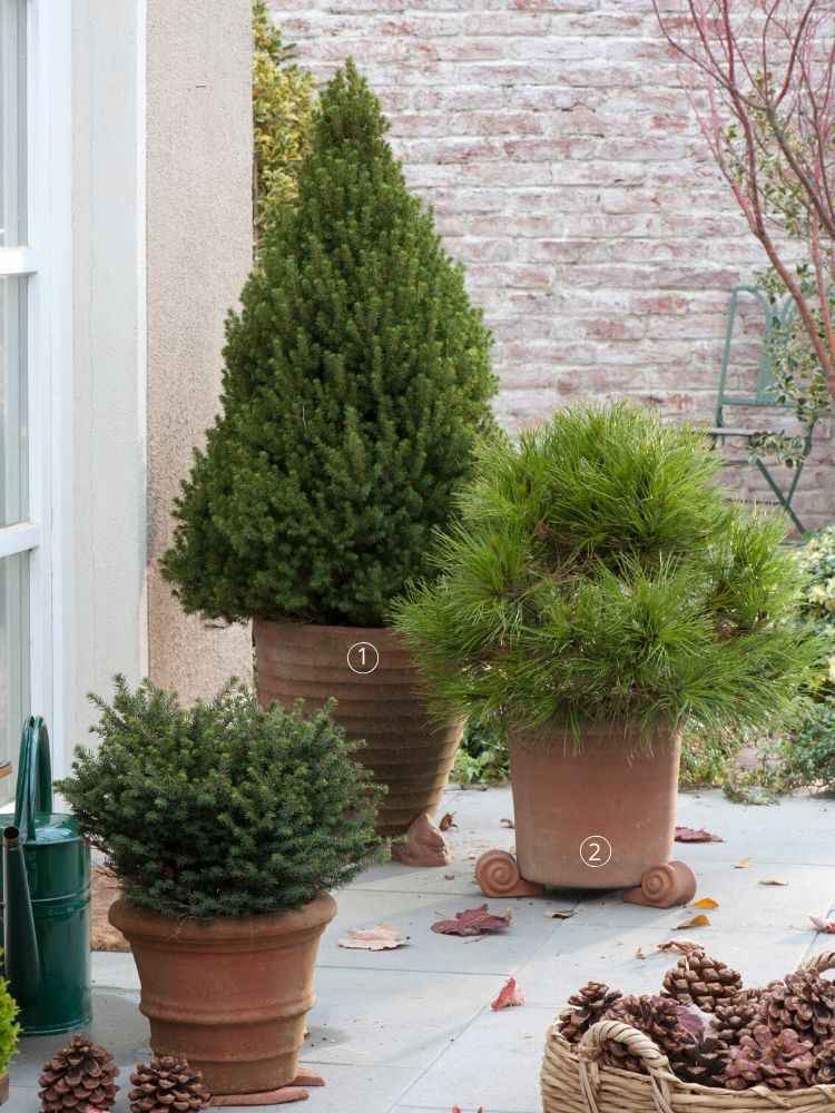 petits conifères