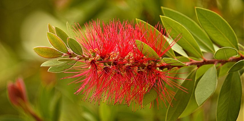 callistemon