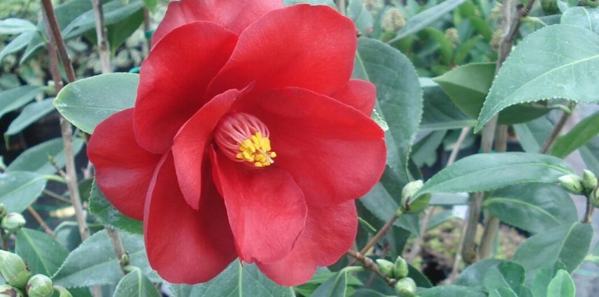 camelia royal velvet