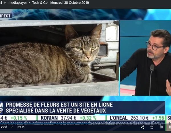 Promesse de chats