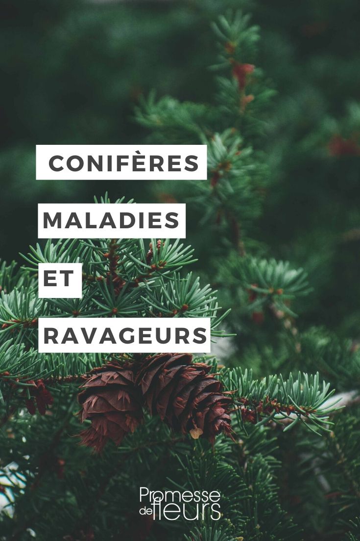 Conifère : identifier et traiter les maladies