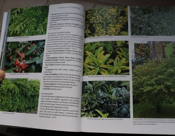 belles plantes en hiver
