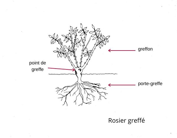 rosier greffé