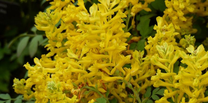 corydalis canary feathers