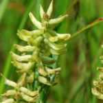 Astragale : plantation, culture et entretien