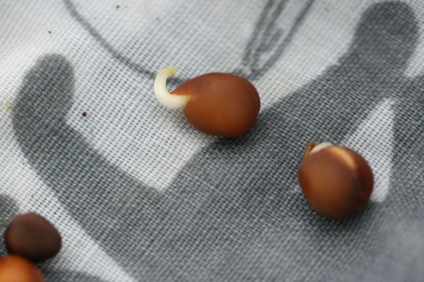 test de germination des graines