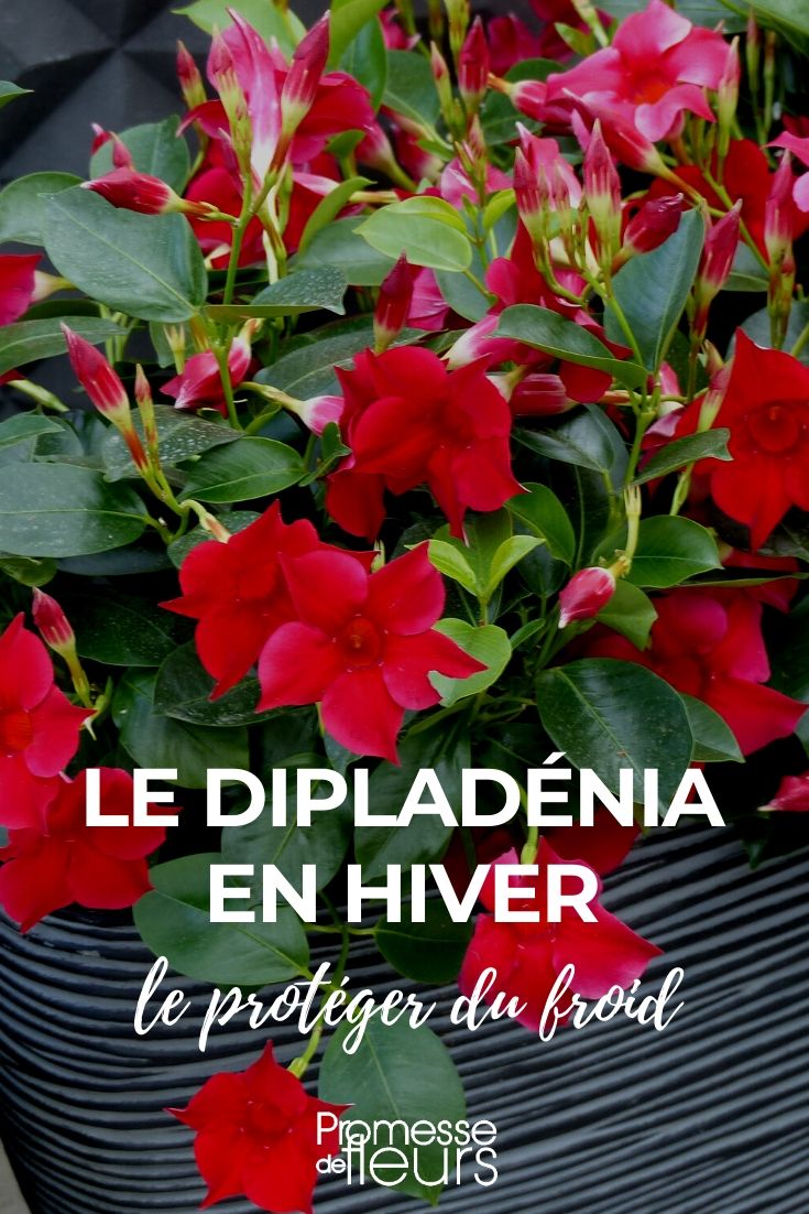 protéger le dipladenia en hiver