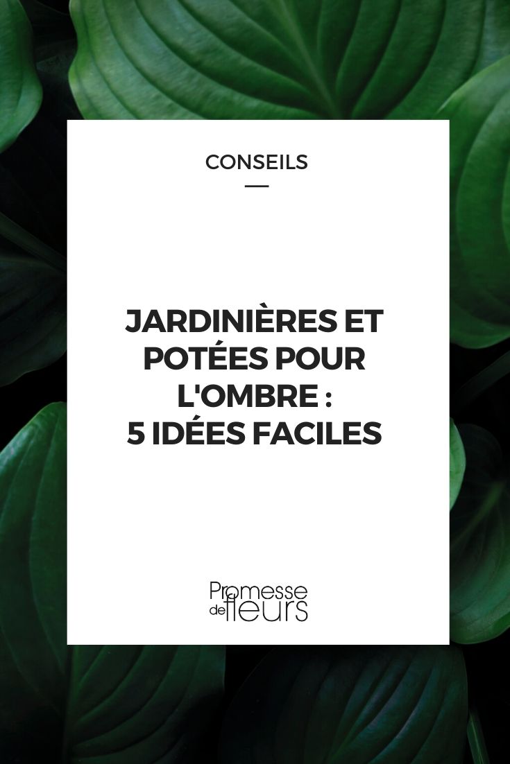 Idées pour jardinières à l'ombre