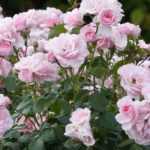 Quand et comment tailler les rosiers buissons ?