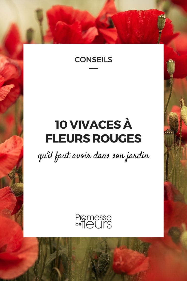 fleurs rouges : les vivaces indispensables