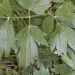 Livèche, ache des montagnes : semer, planter, cultiver