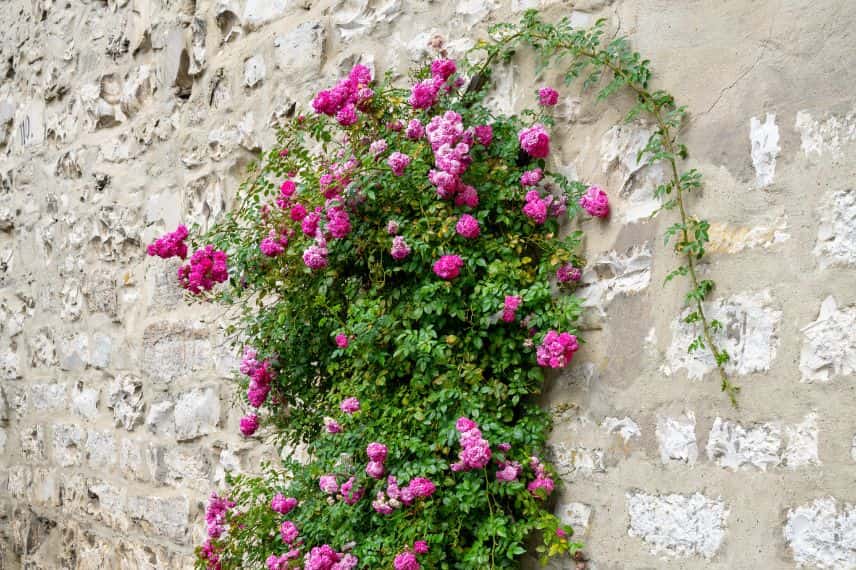 Un rosier grimpant contre un mur