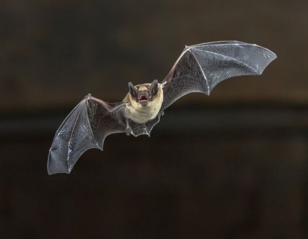 Coronavirus : la peur de la Chauve-souris est de retour !