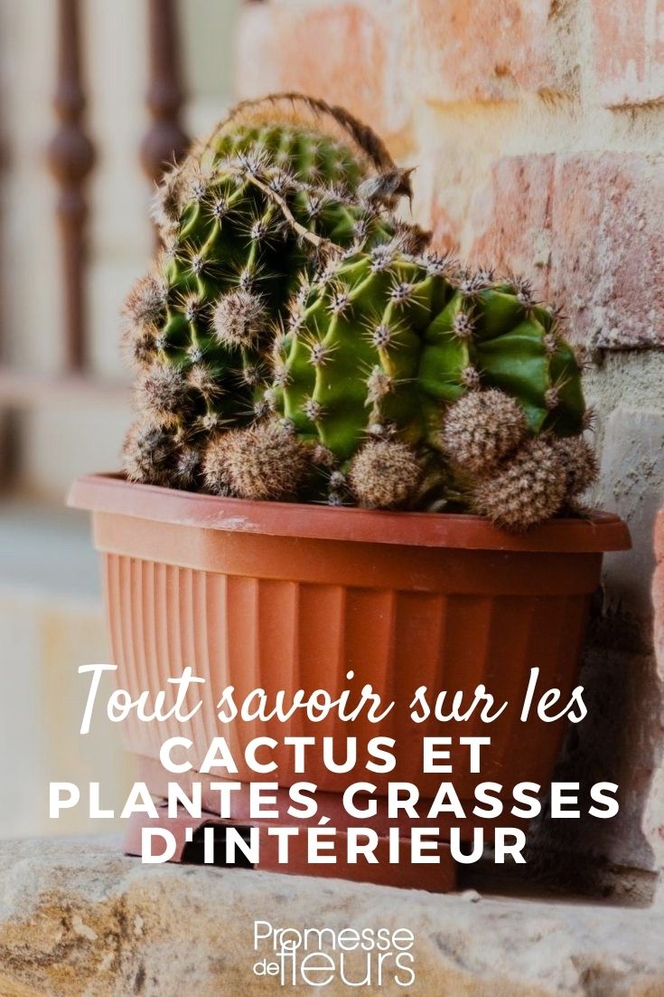 cactus et plantes grasses d'intérieur