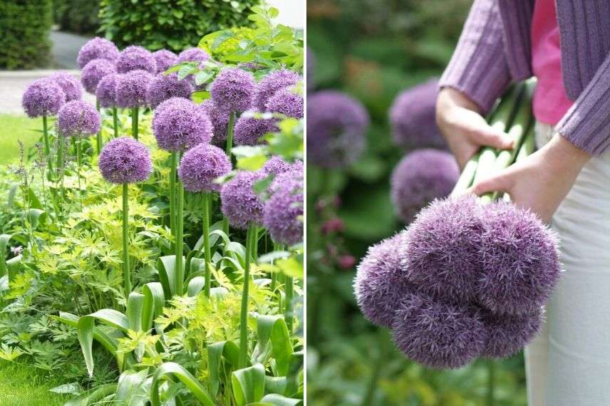 bouquet allium