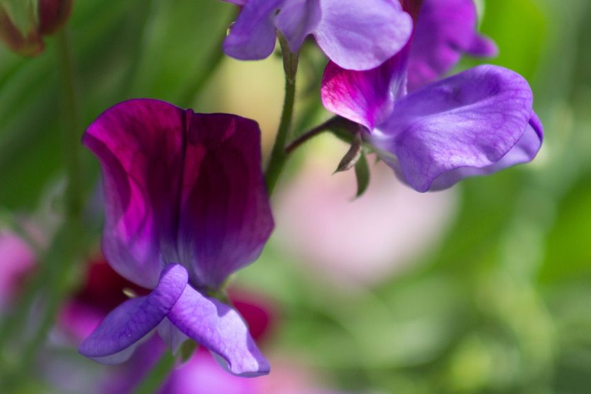 10 fleurs annuelles facile à semer : pois de senteur