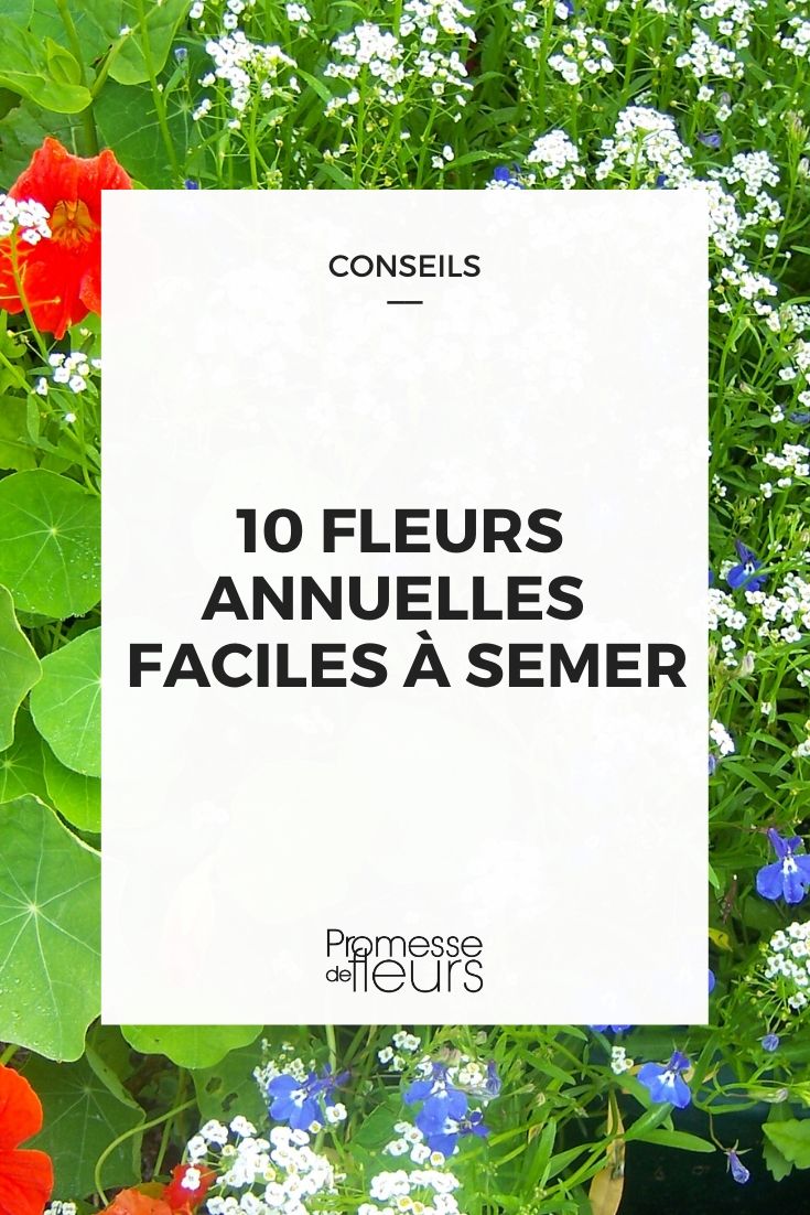 10 fleurs annuelles faciles à semer