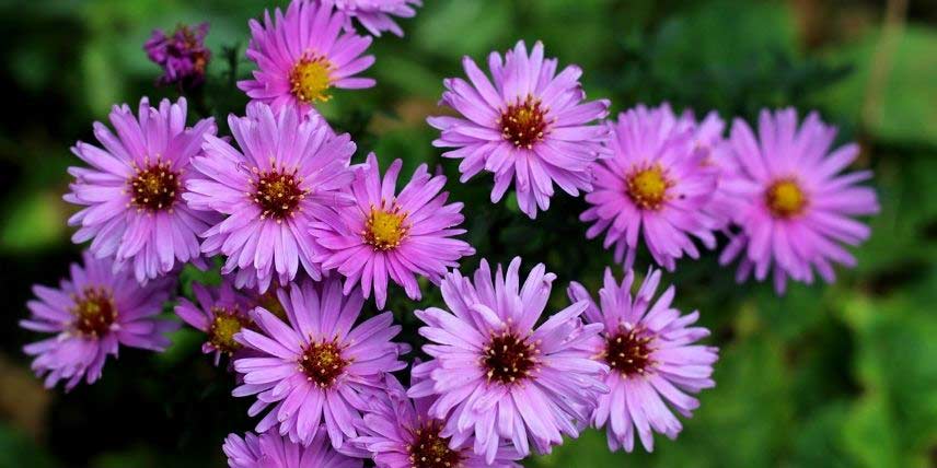 La floraison d'un Aster