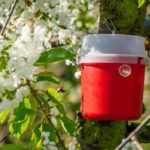 Pièges à phéromones : pourquoi et comment les utiliser au jardin ?