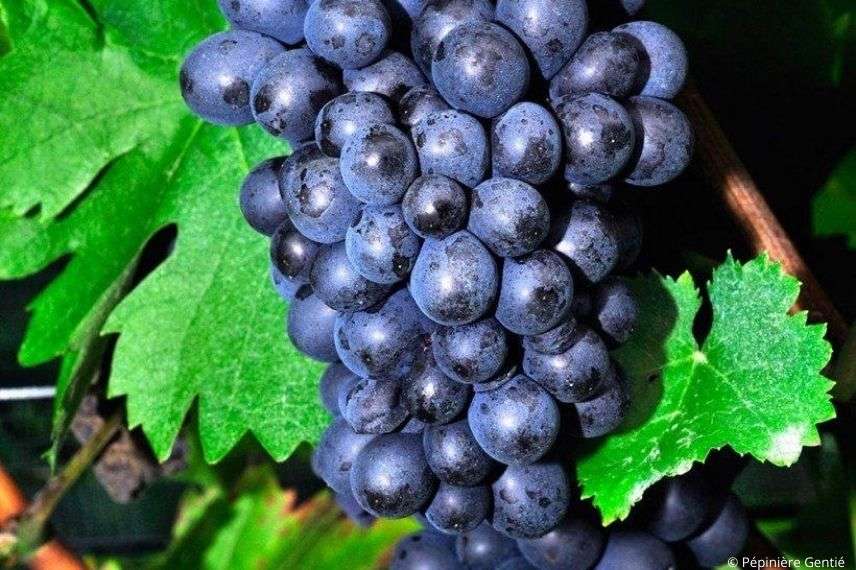 Vigne rustique Roi des Précoces