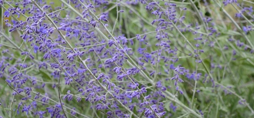 plantes pour jardin minéral