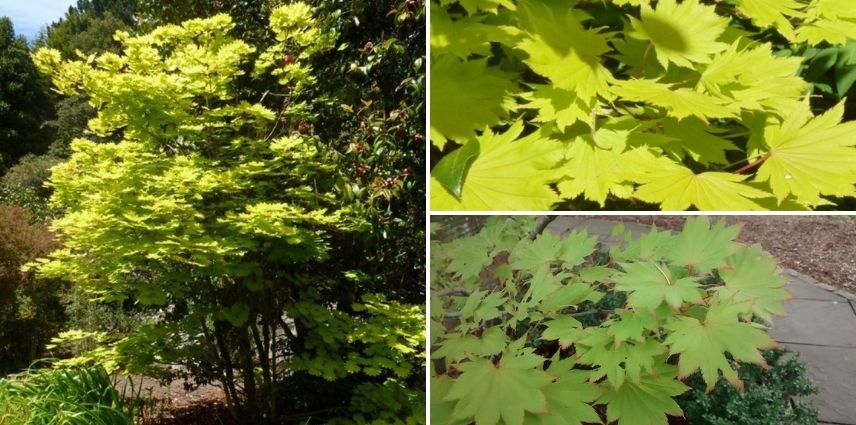 Acer shirasawanum Aureum