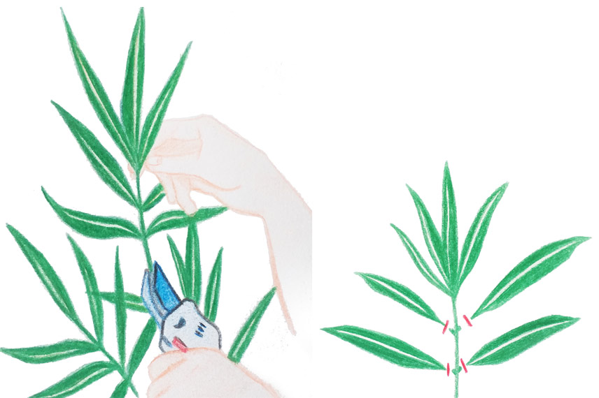 Bouture de laurier rose - Geste 1