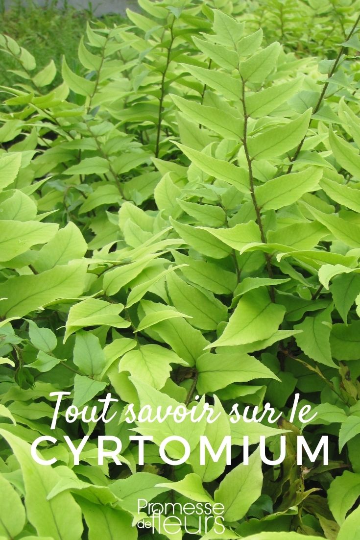 Réussir la culture du Cyrtomium