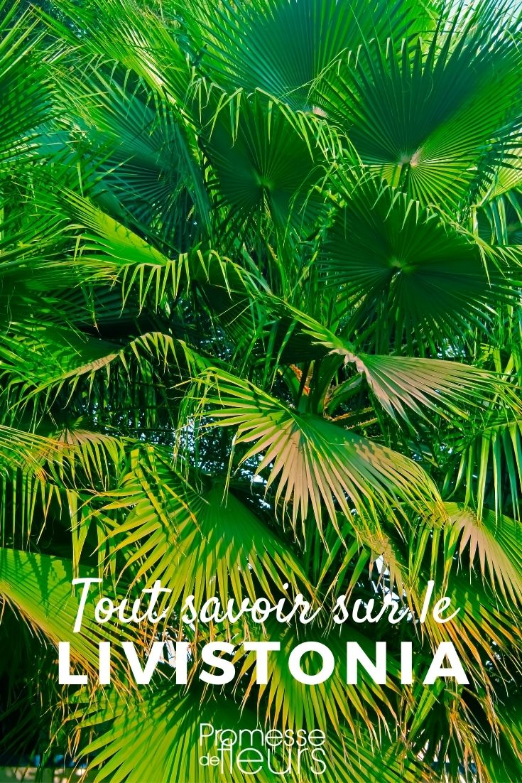 livistonia, palmier éventail