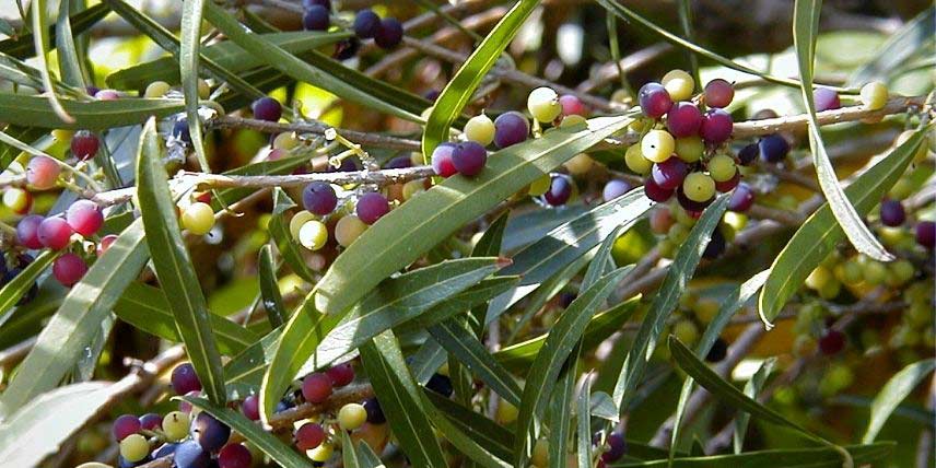 Phillyrea angustifolia