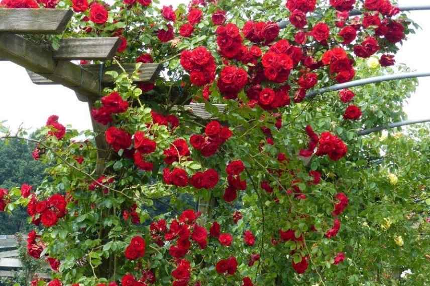 rosier grimpant pergola treillage