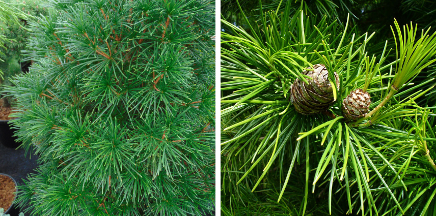 La beauté du pin parasol du Japon