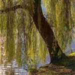 10 arbres d'ombrage