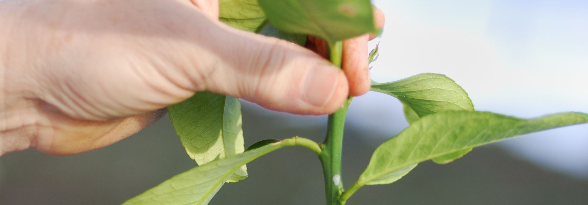 Taille du citronnier : quand et comment tailler pour une belle récolte de citrons ?